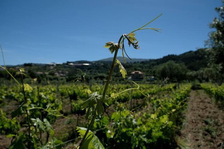 Willa Quinta De Vodra Seia Zewnętrze zdjęcie